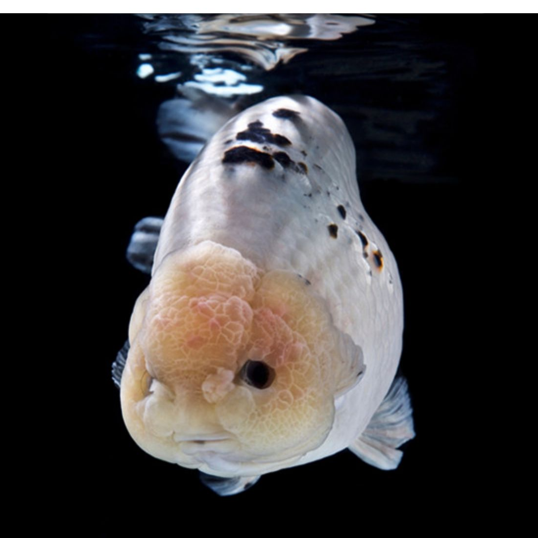 兰寿泰狮金鱼观赏鱼（录制完整开箱视频包活包损）