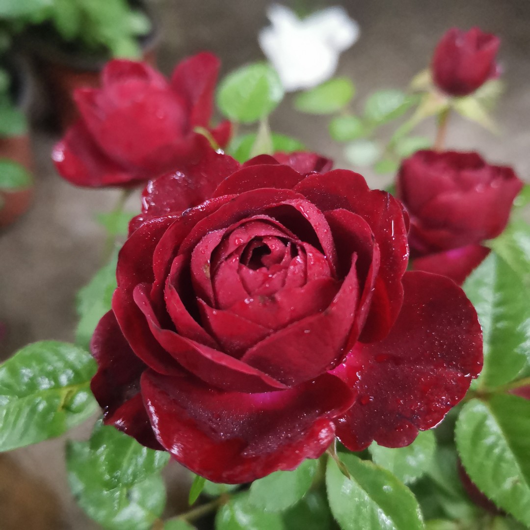 中国红月季多年生花卉盆栽地栽阳台庭院四季开花花卉