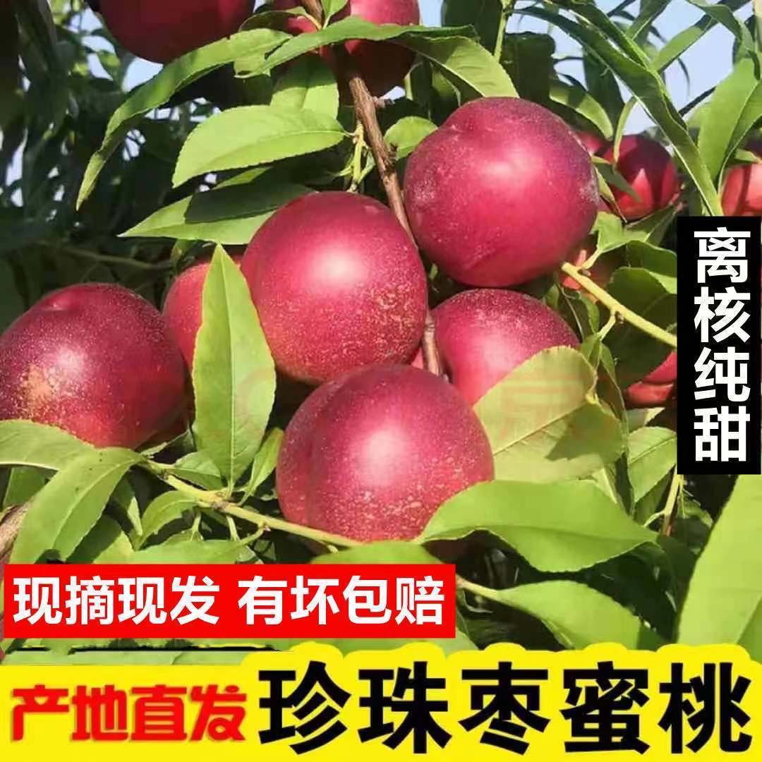 【福利小果净重4.5斤】珍珠枣油桃-离核露天头茬麻点油桃脆桃新鲜