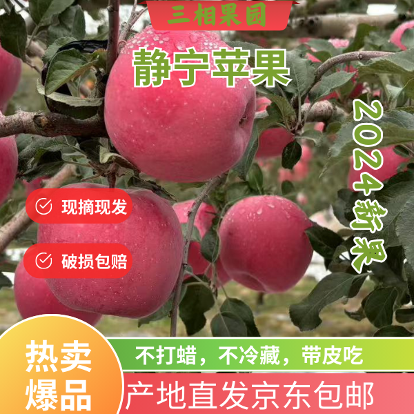 甘肃静宁高山红富士苹果大果尝鲜款