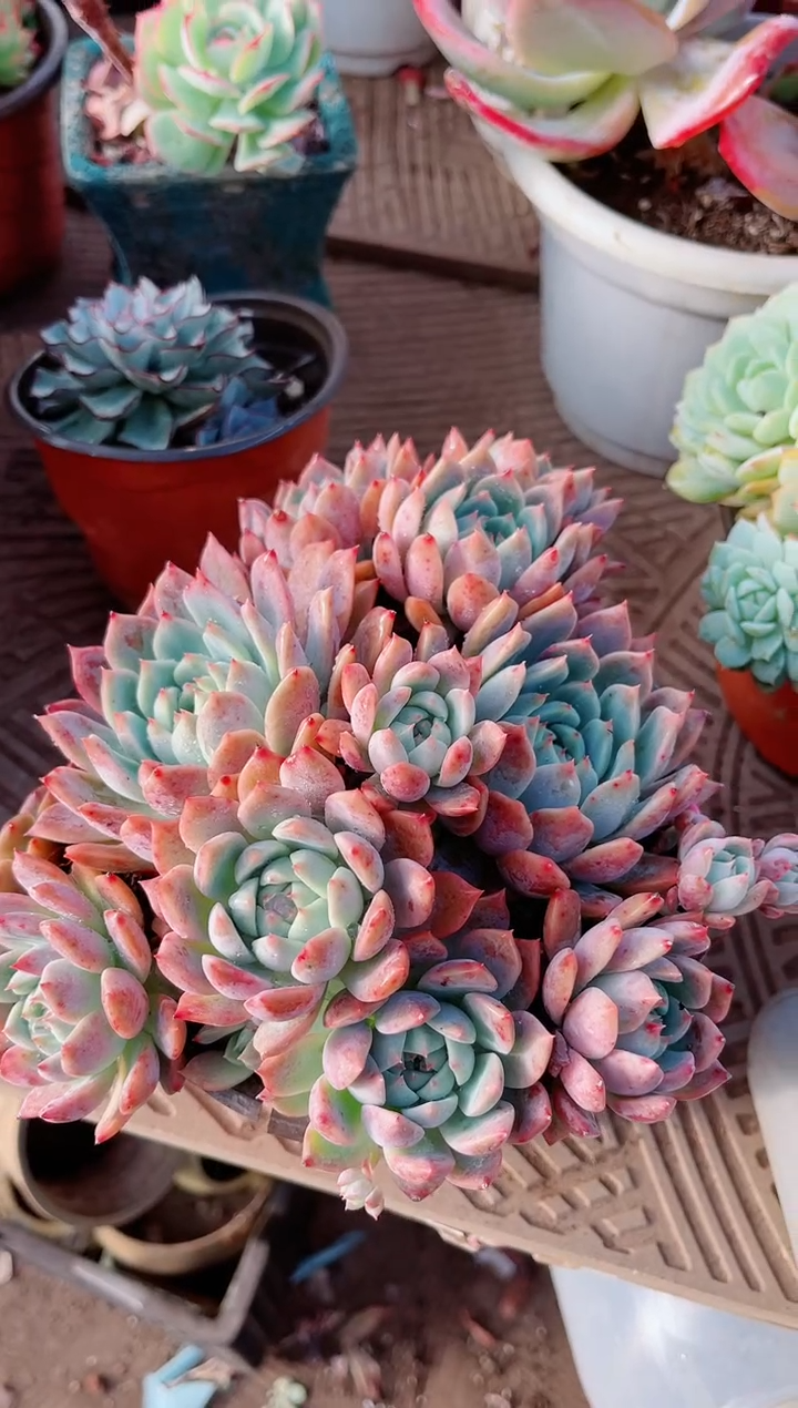 【闪购商品】13074