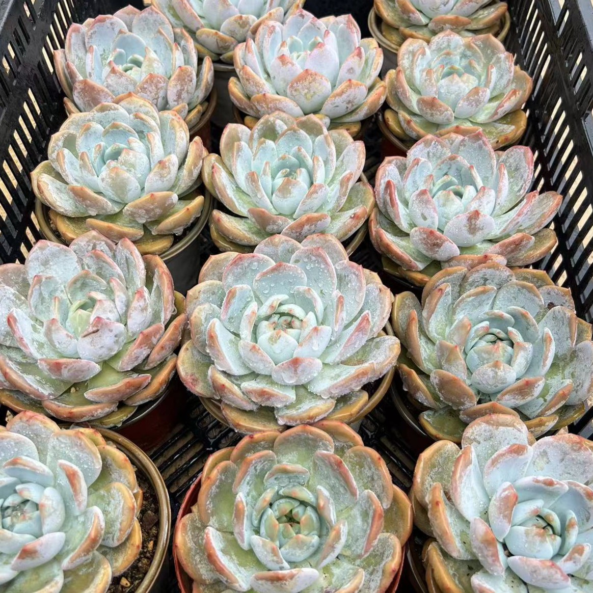 多肉园艺植物橙梦露