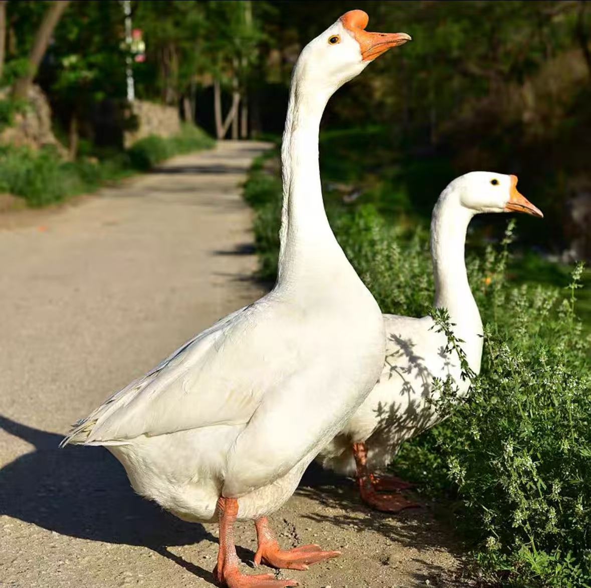 【正宗东北散养鹅】单只7-8斤宰割后净重5斤以上带心肝新人补贴50