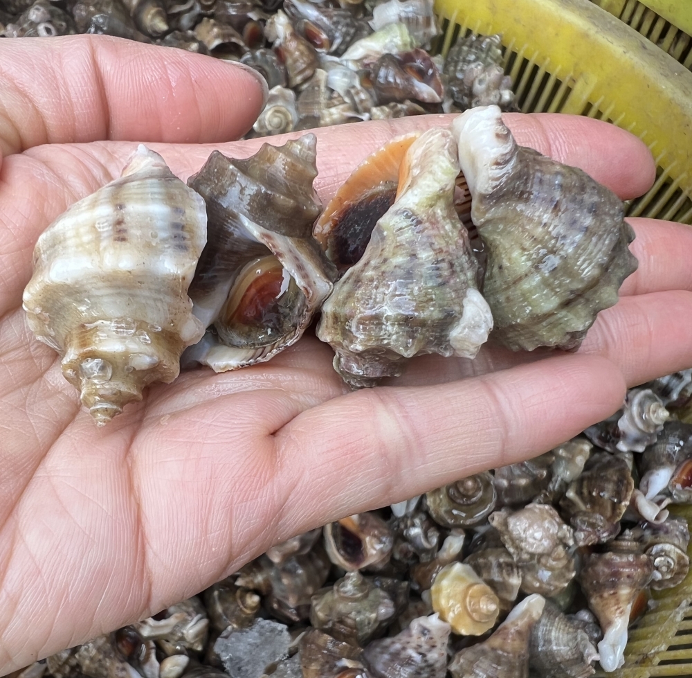 直播间福利，特小小海螺4斤（一斤35-40只左右）