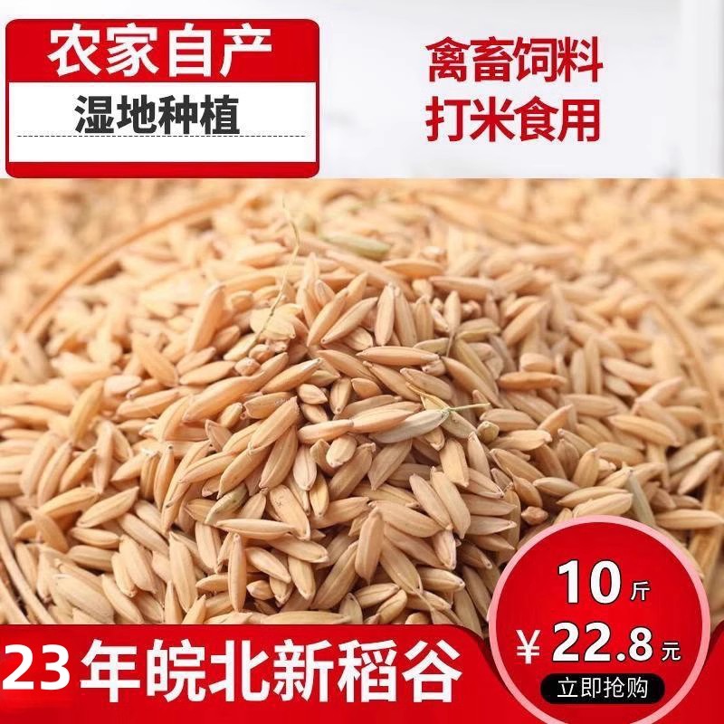 23年农家带壳稻谷谷子水稻稻子带壳粮食喂鸡鸭鹅鸽鸟仓鼠宠物饲料