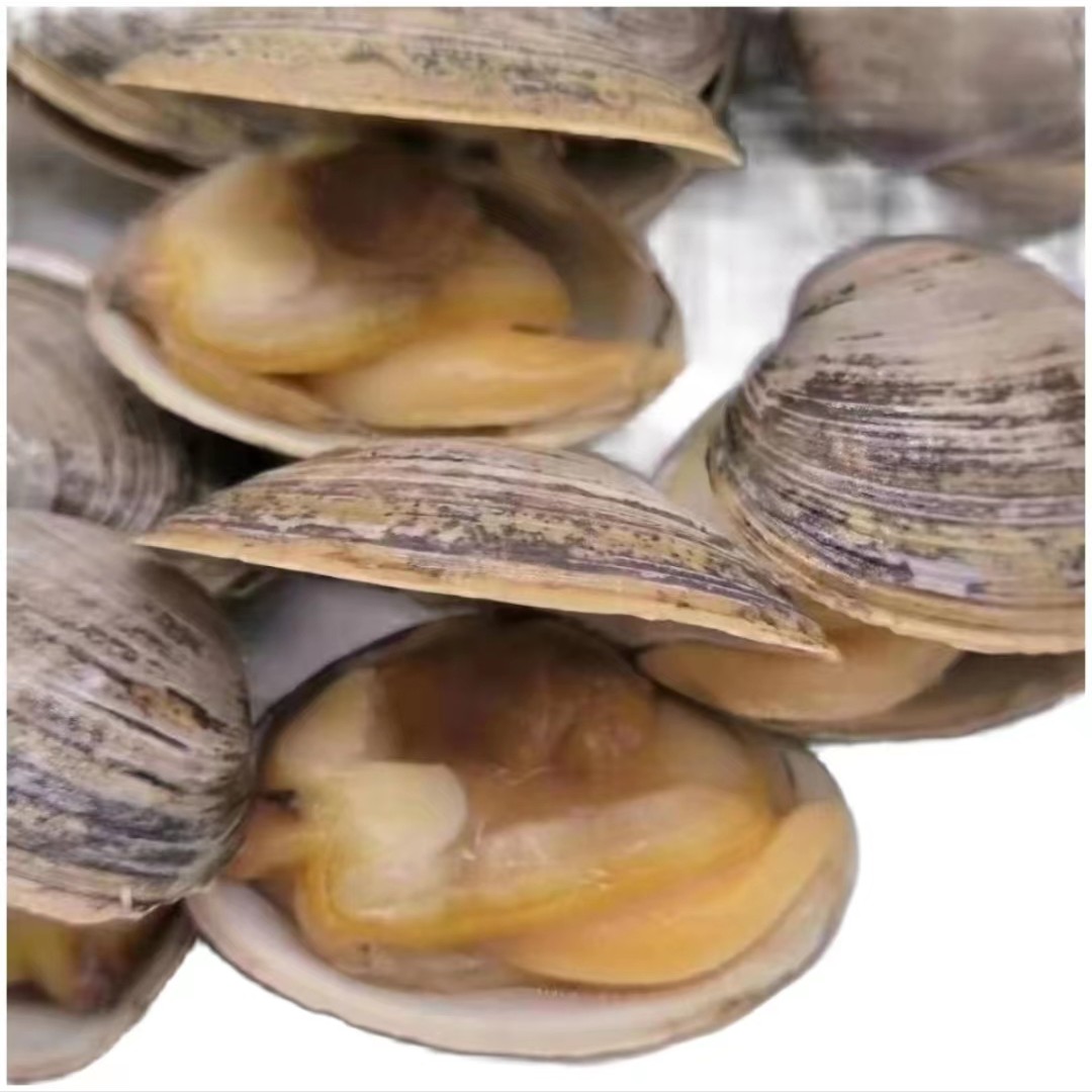 丹东东港黄蚬子 （活鲜运输会掉秤，顺丰包邮）