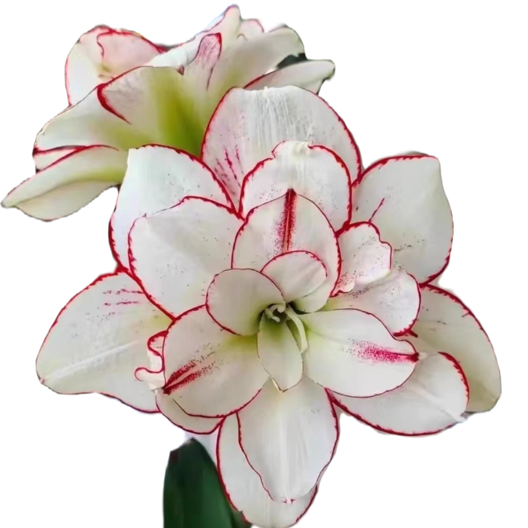 奢望花语买买买朱顶红，原盆土发货，一物一拍卡好尺寸改价