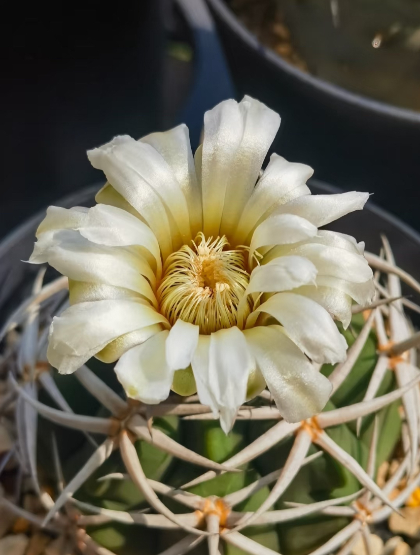 精品彩草仙人球系列