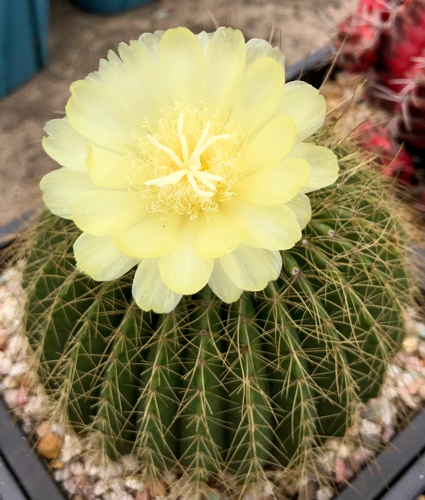 金冠彩草仙人球，适合放办公室电脑边上，可开花！