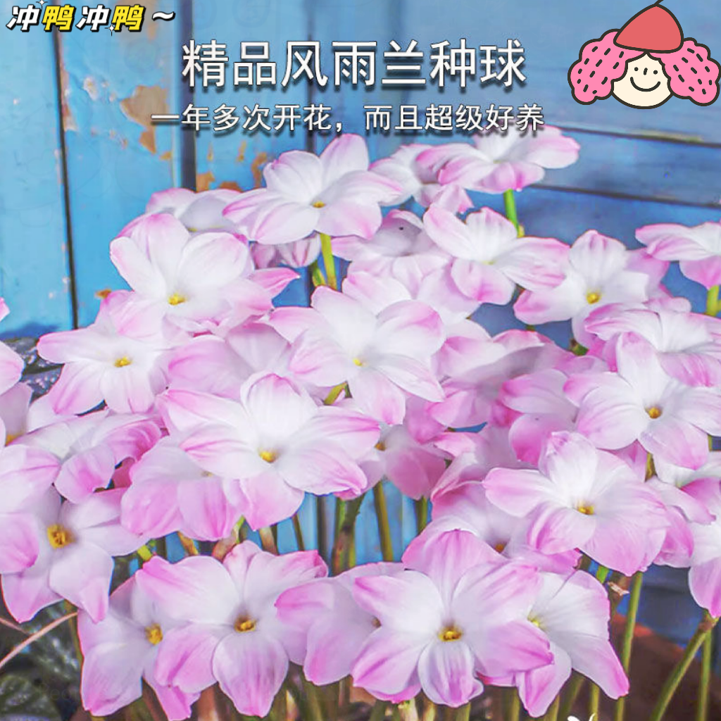 风雨兰种球重瓣【特价】葱兰花苗阳台盆栽耐热耐寒四季开庭院花卉