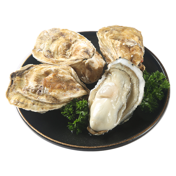 【更大个】鲜活超大乳山生蚝 240-250g/个