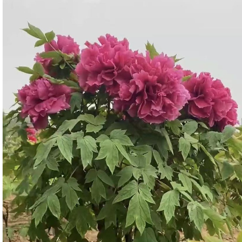 观赏牡丹花苗(独杆花王）