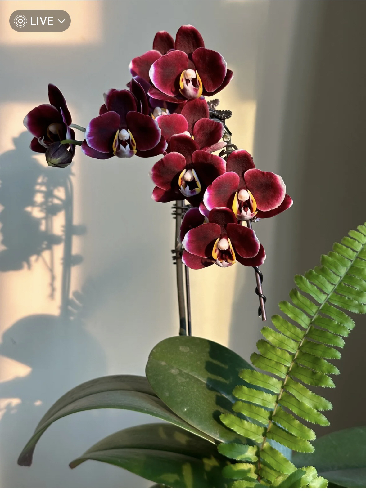 【出剑苗】蝴蝶兰巧克力双剑出梗苗（3.5寸）轻微叶损不售后