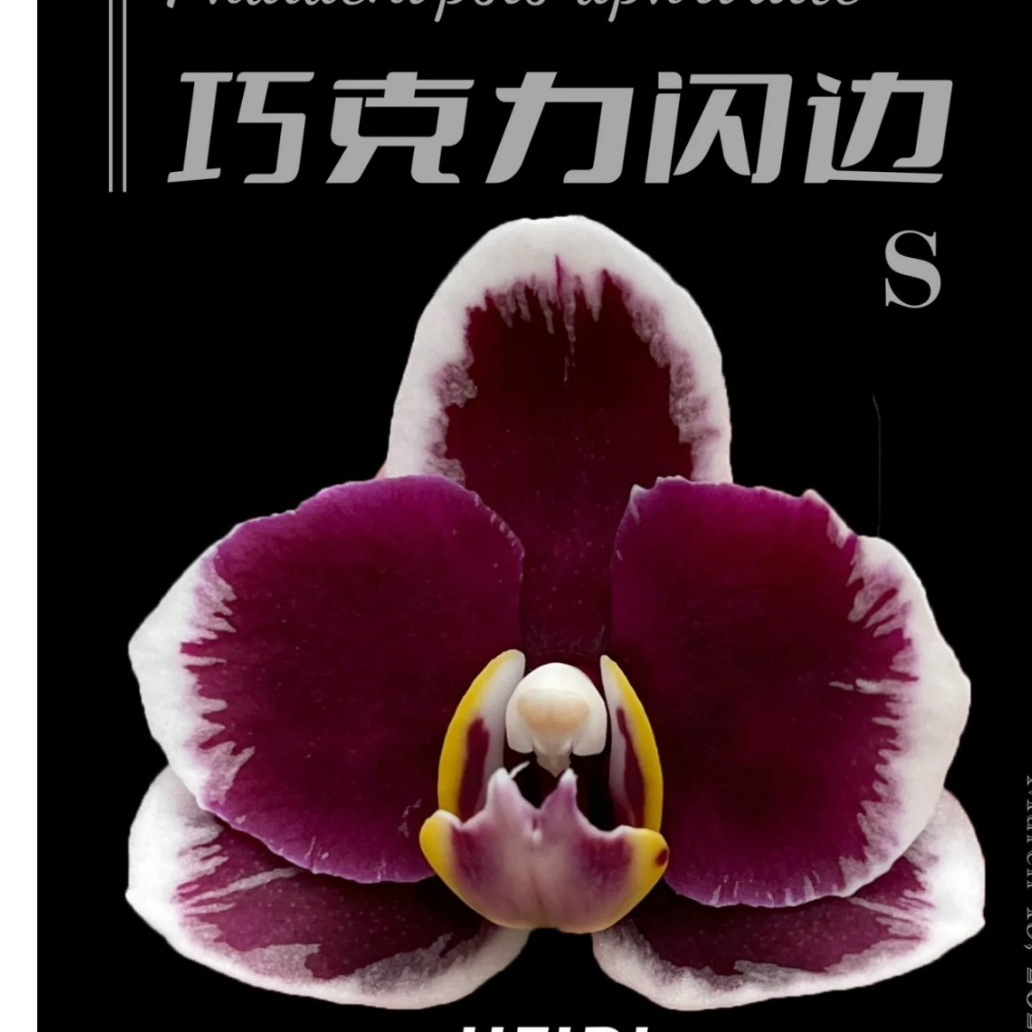 【出剑苗】稀有品种巧克力闪边（花期长，稀有颜色）