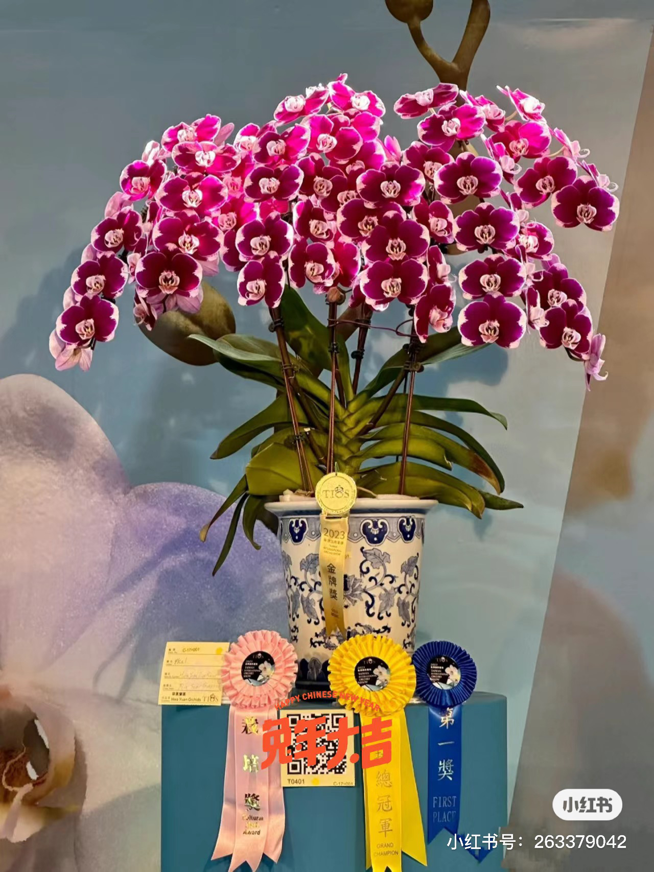 【五星上将】蝴蝶兰五星上将3.5寸未出梗（2023国际兰展冠