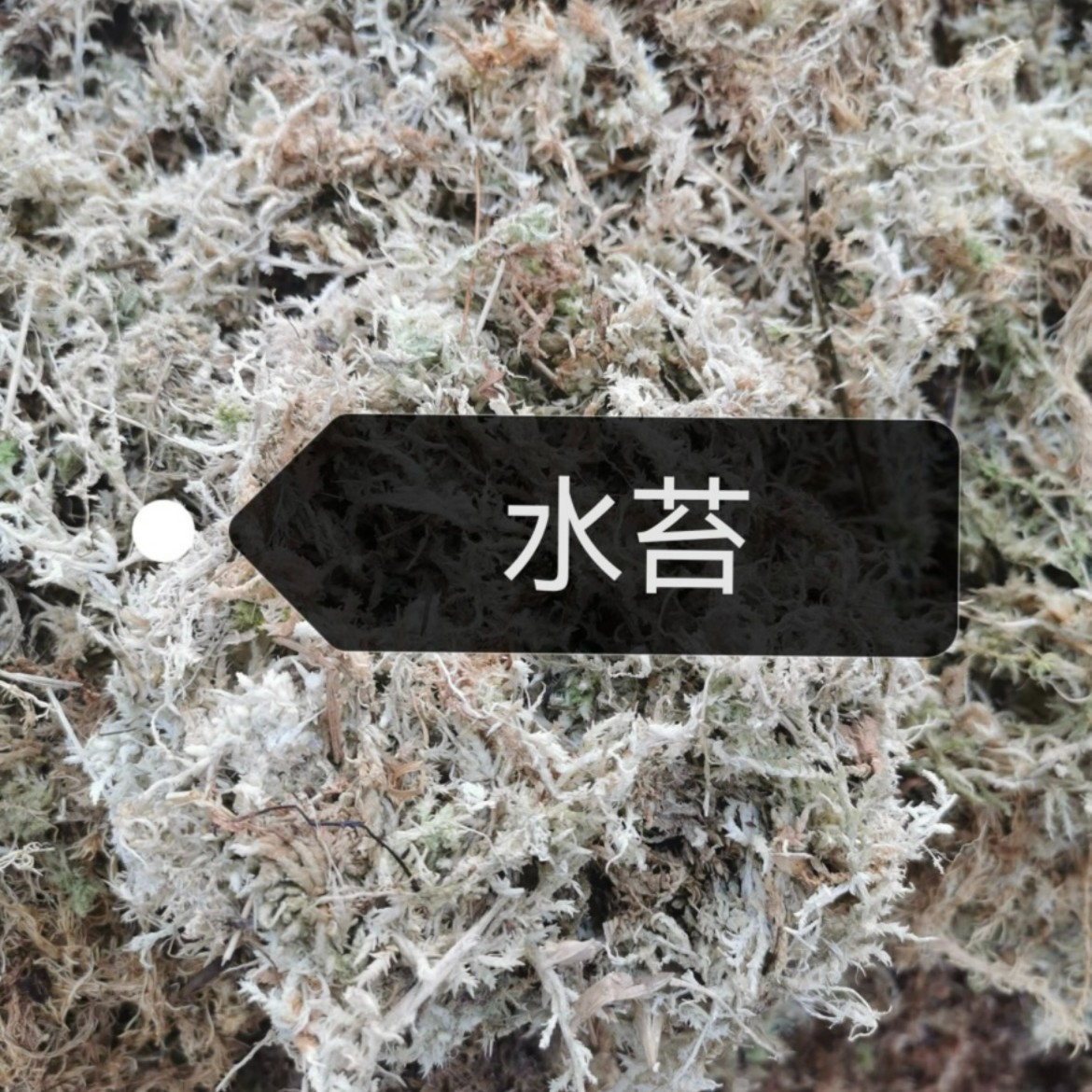 【150克水苔✖️2】蝴蝶兰专用水苔盆栽生根培养绿色组合专用肥品牌
