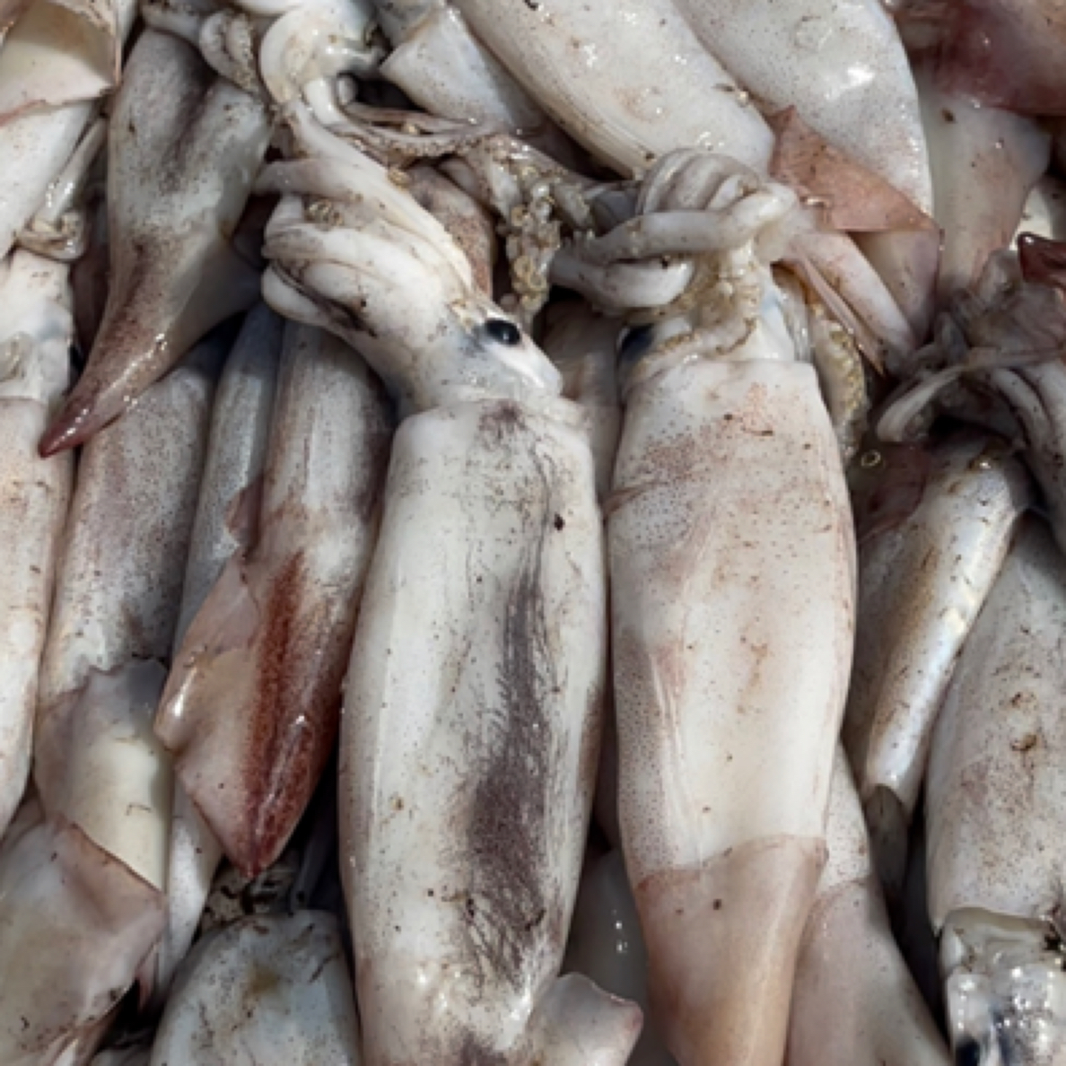 大连野生鱿鱼3斤，个头不均匀顺丰包邮