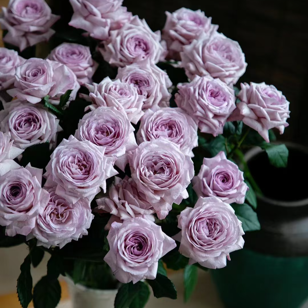 【天香公主】稀有多头玫瑰 玖枝花优选 瓶插水养鲜切花儿