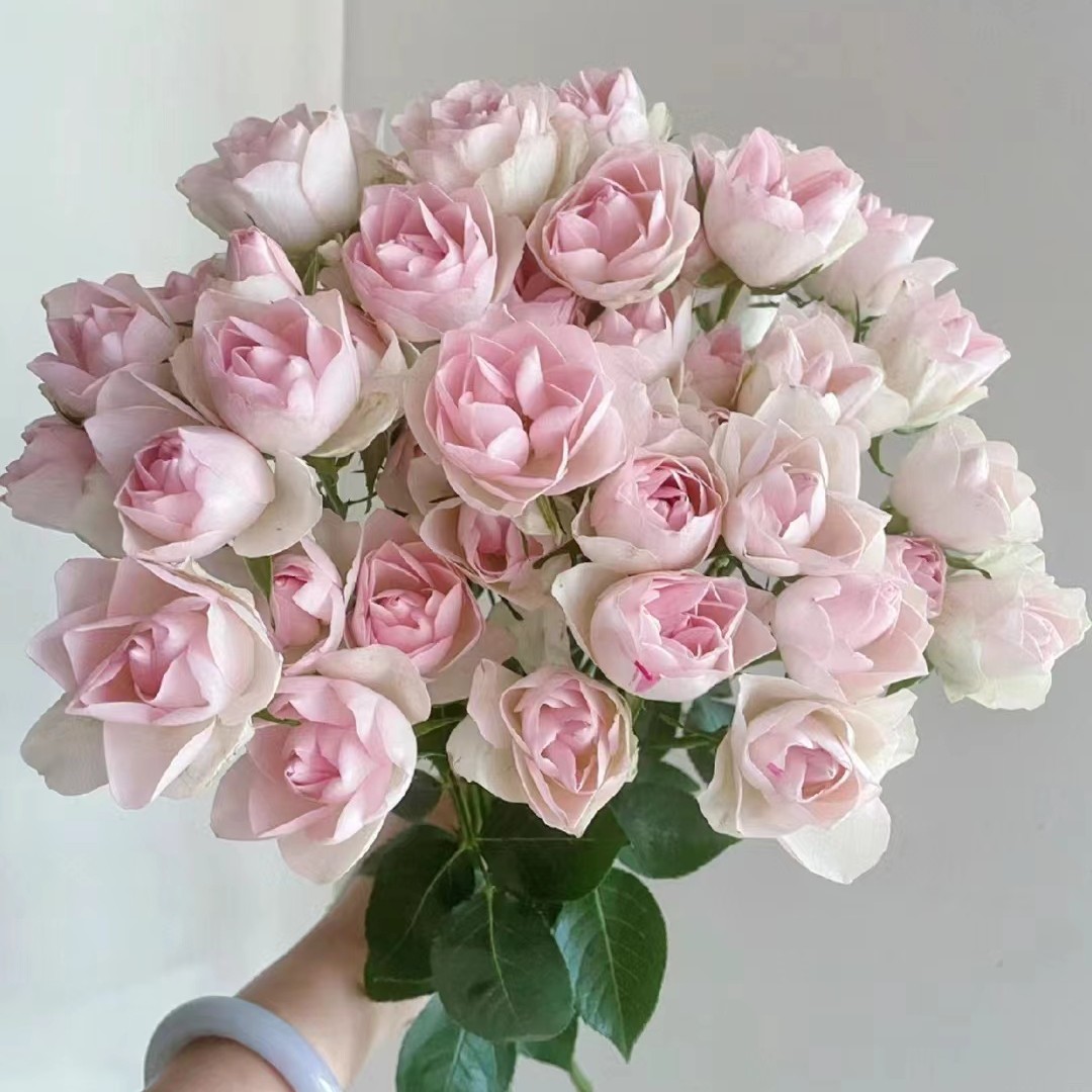 【莲花】A级俏溪阳稀有多头玫瑰 玖枝花优选基地直发鲜花儿
