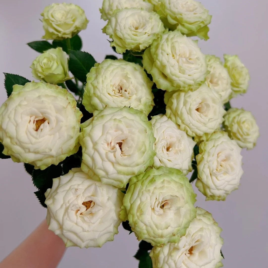 【繁星】德芮尔品牌A级多头玫瑰 玖枝花优选 云南基地直发