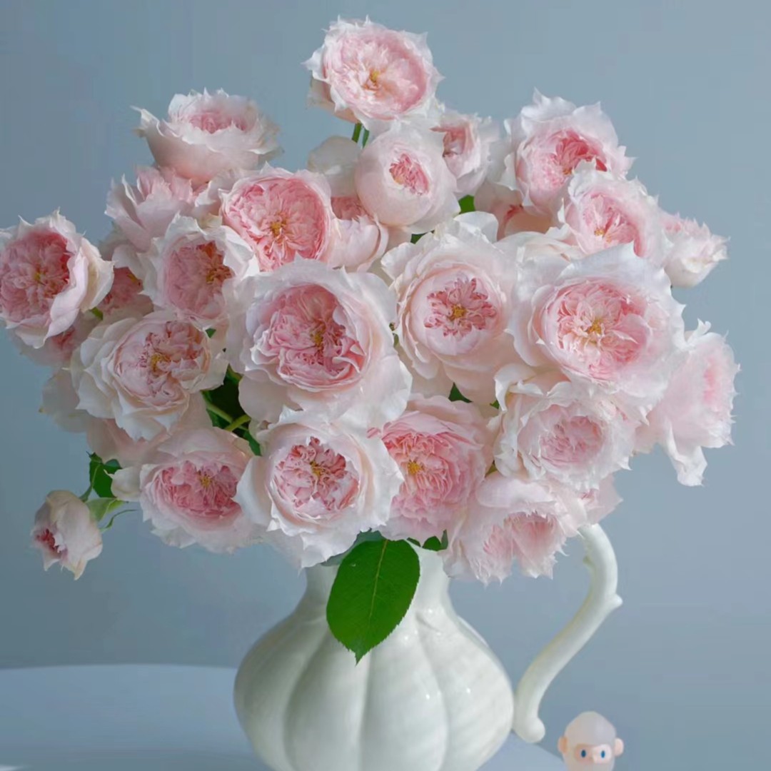 【莫妮卡戴维】【一定带这纸壳醒花】会微垂头优选 云南基地直发花儿