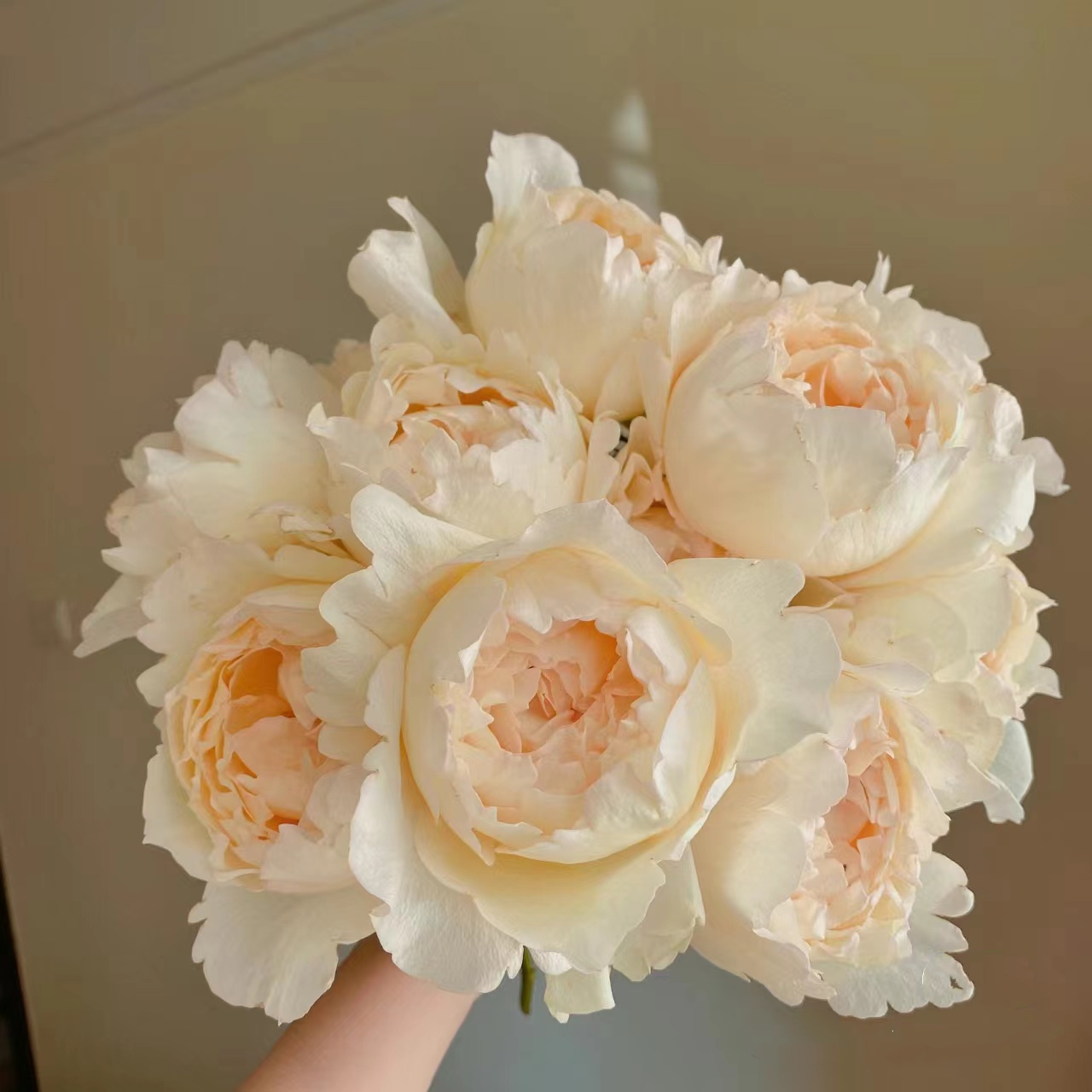 【奶油伊芙】稀有单头玫瑰杆子细/带着纸壳醒花/玖枝花云南直发鲜花