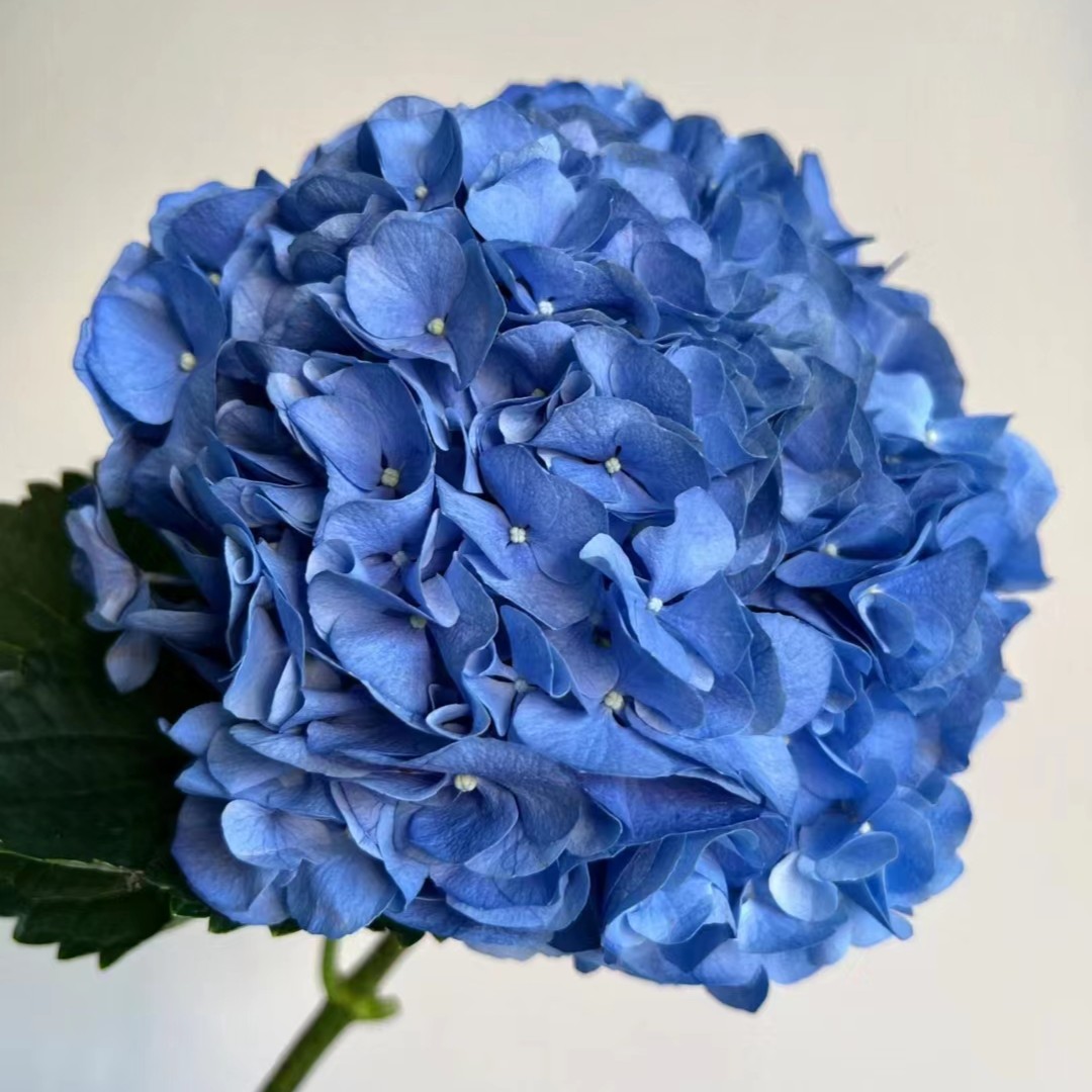 【海蓝】 A级绣球 端午鲜花 玖枝花优选家庭瓶插水养花儿