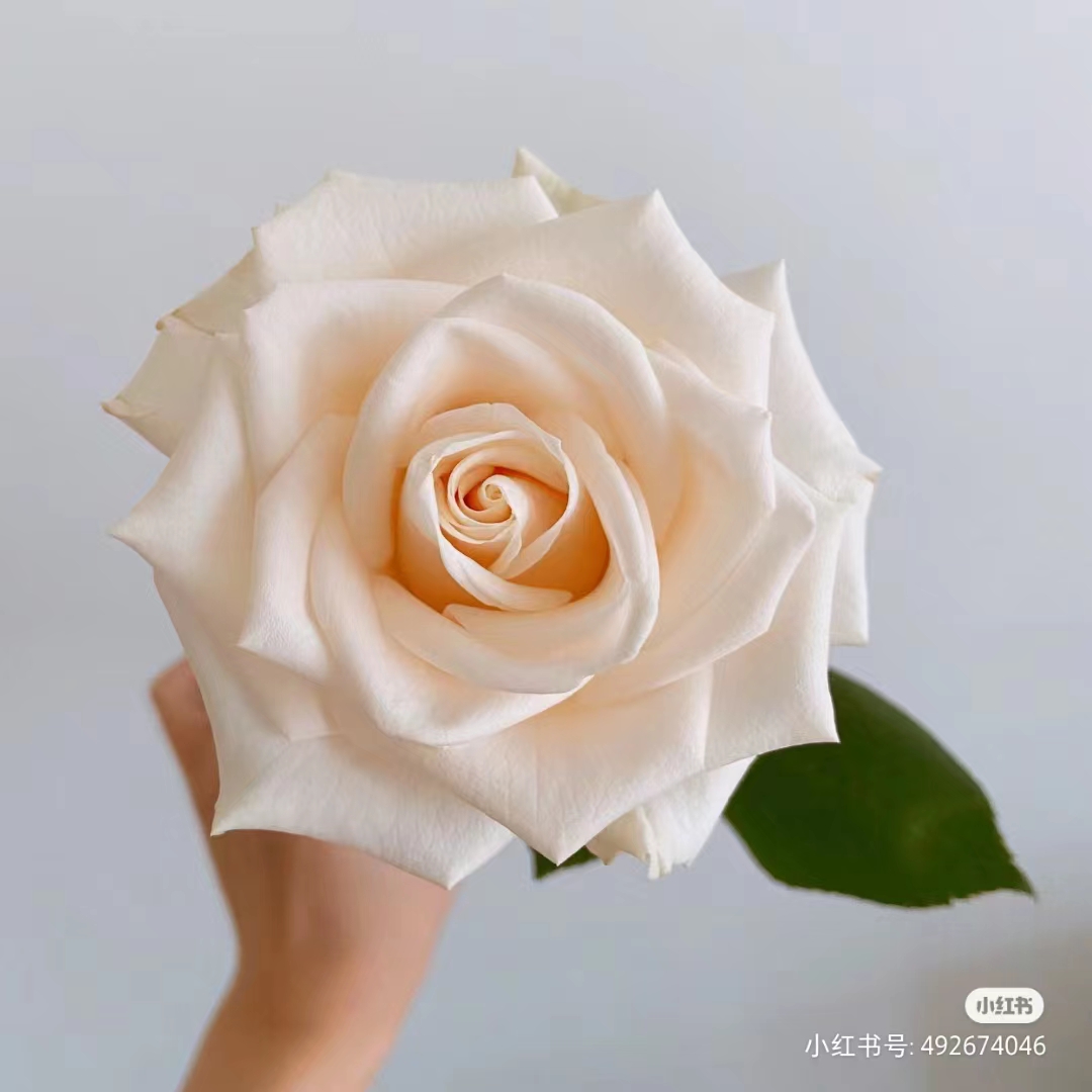 【芬德拉】A级稀有玫瑰 ’玖枝花优选，云南直发花儿