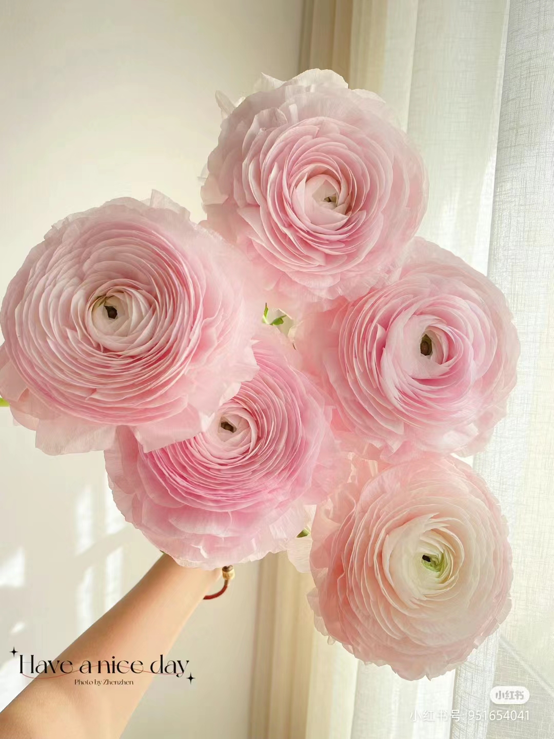 【成功洋牡丹】 玖枝花优选 基地直发鲜切花儿