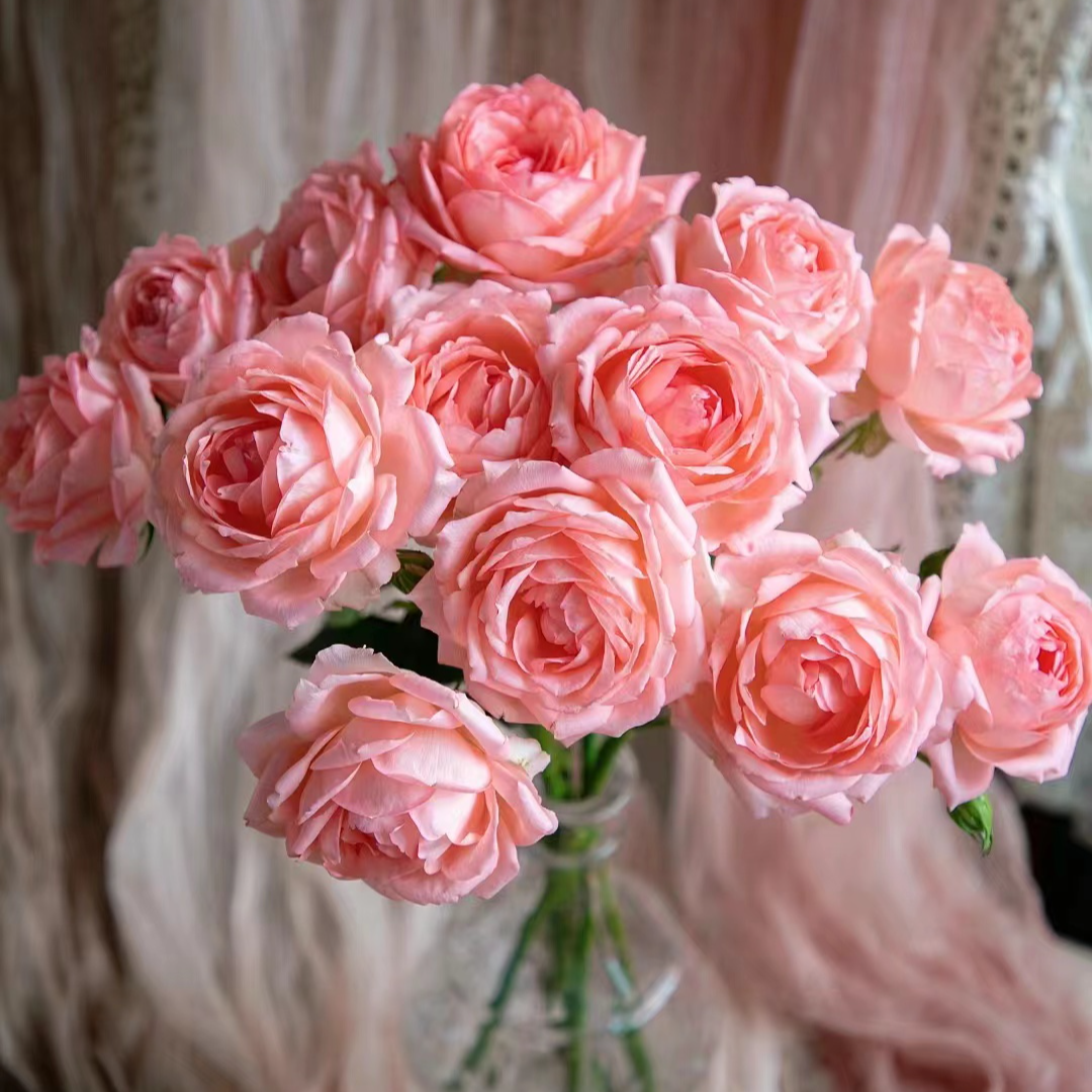 【醉湘云】缤纷育种稀有玫瑰 玖枝花优选 云南基地直发鲜切花