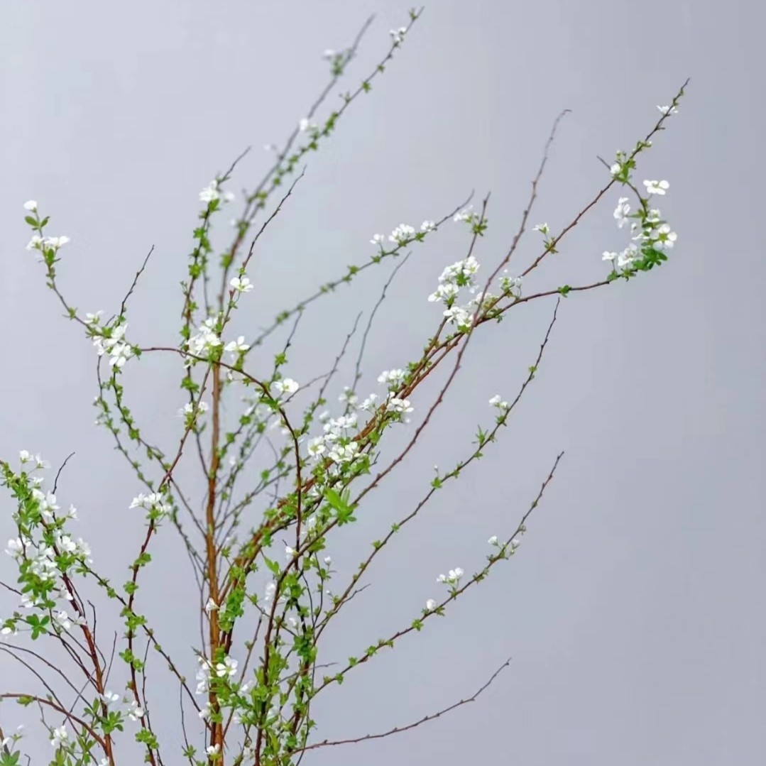 【鲜枝雪柳】玖枝花优选 云南基地直发 鲜切花材