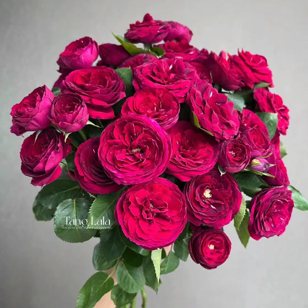 【红蕾丝】稀有单头玫瑰 玖枝花优选基地直发鲜花儿