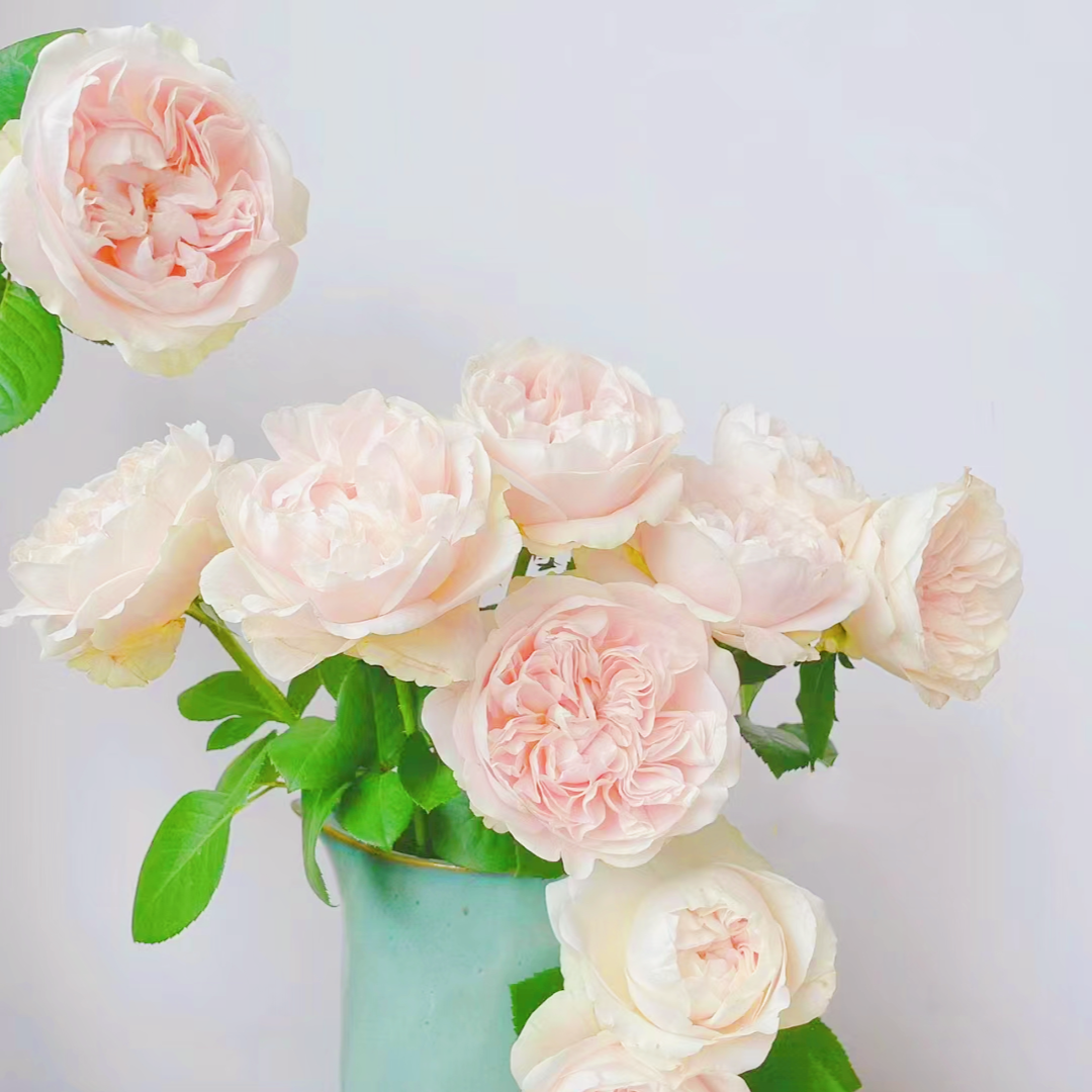 【大奶茶】稀有级单头玫瑰 玖枝花优选 云南基地直发鲜切花