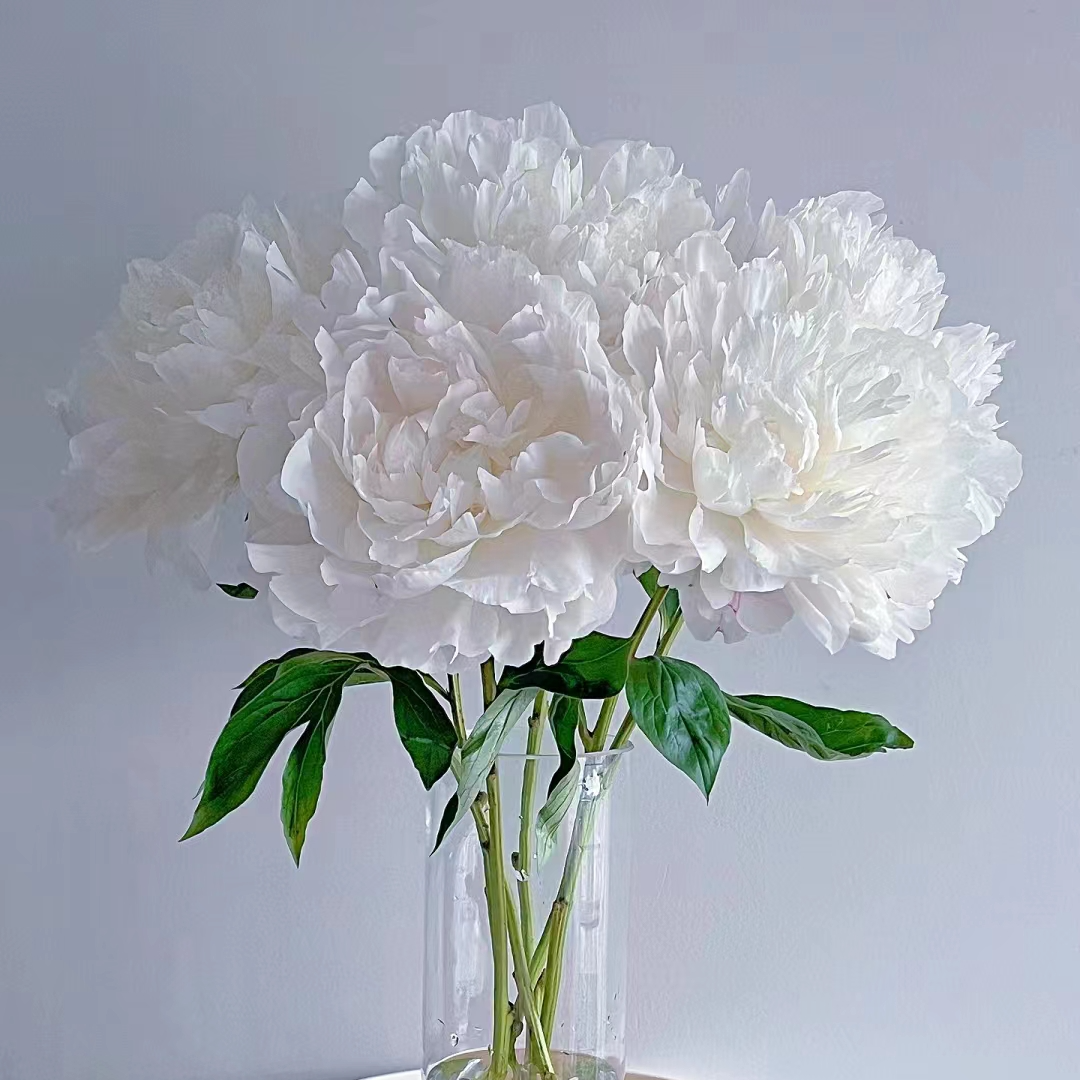 【杨妃出浴】5月花神 玖枝花优选品质重瓣芍药 水养鲜切花儿