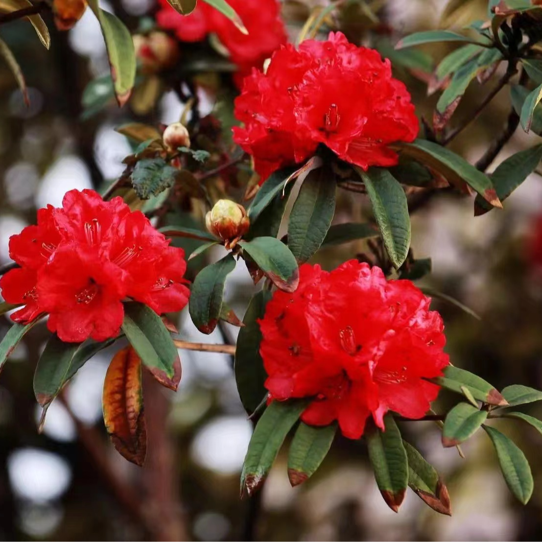 云南马缨花盆景素材链接一物一拍（红花 粉花 紫花 ）盆景老桩造景