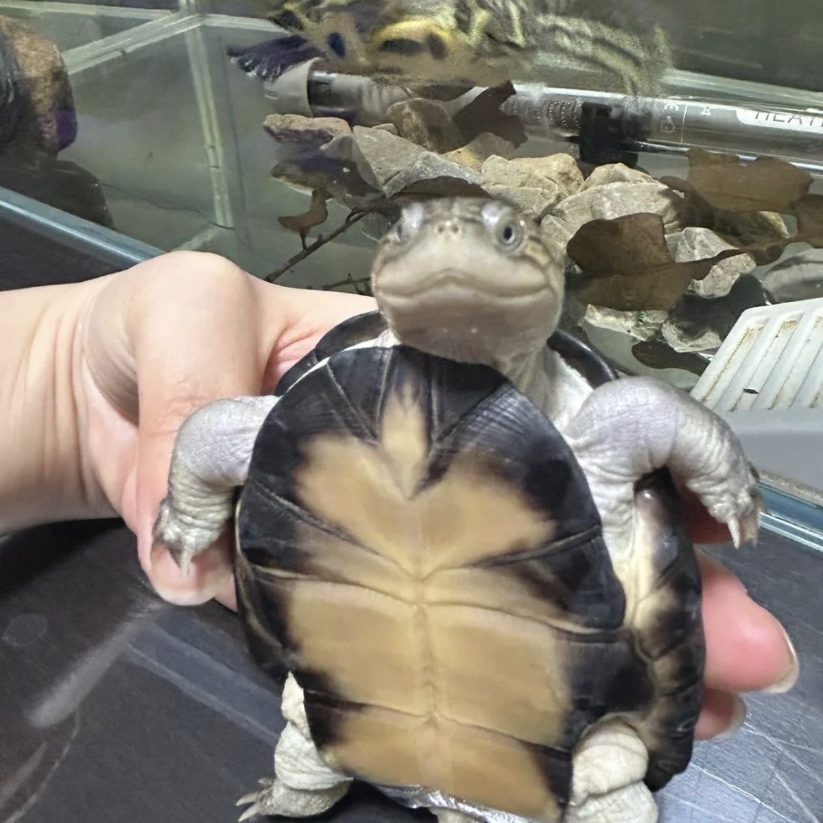 贰水龟宠沼泽龟苗活体西非龟苗活体沼泽龟西非龟笑脸