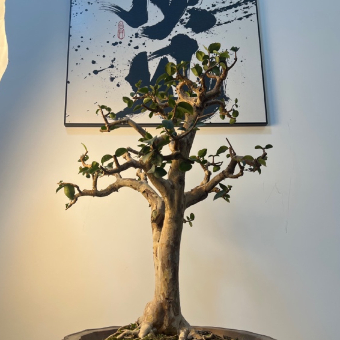 （直播間一物一拍）庭院綠植