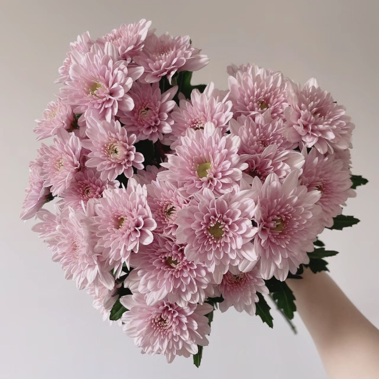 汉城粉小菊 10枝全店任意5单一个运费