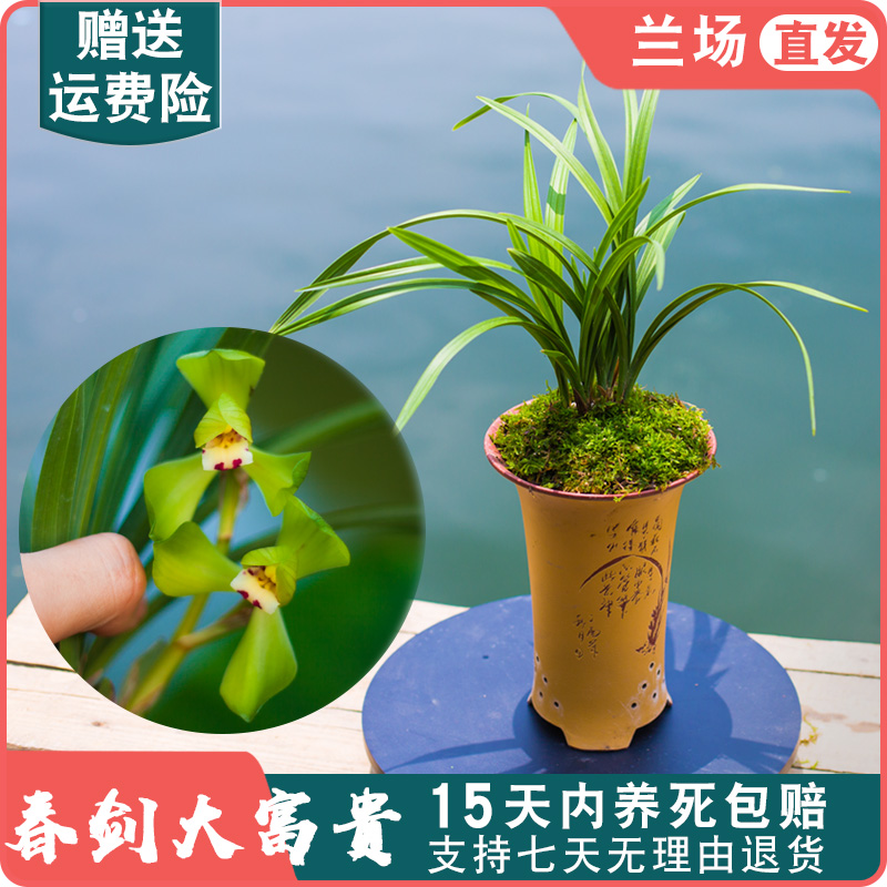 【春剑大富贵】兰花盆栽春剑名贵植物花苞室内花卉国兰室内兰草好养