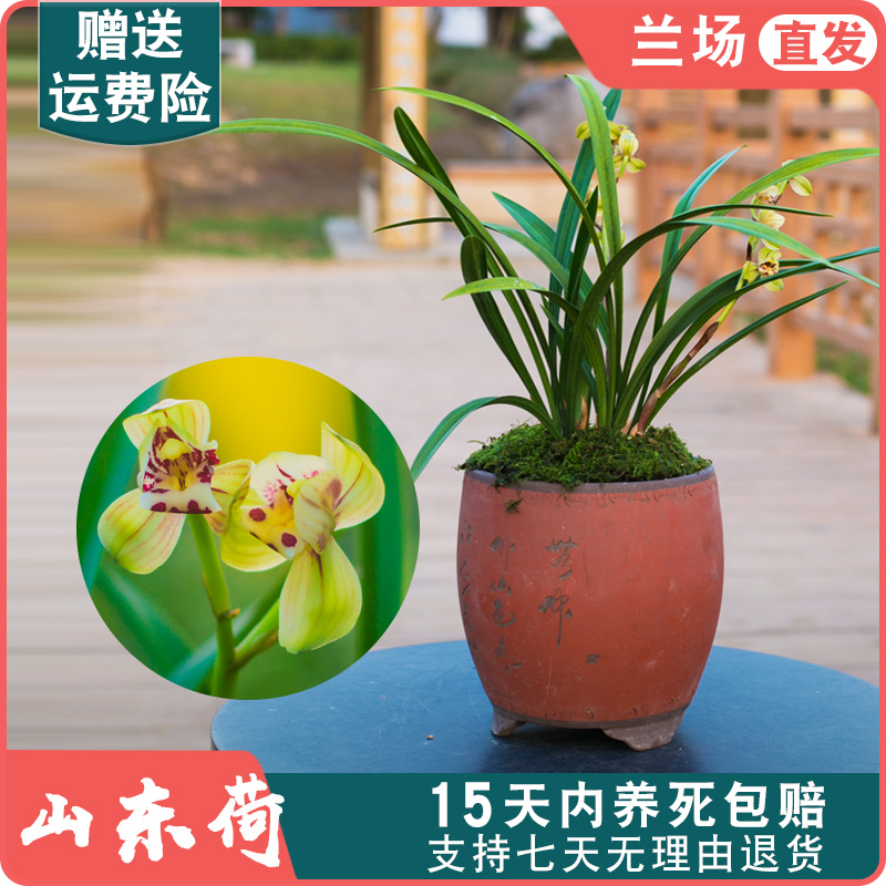 【建兰山东荷】兰花苗名贵盆栽兰草花卉植物四季兰浓香国兰室内客厅