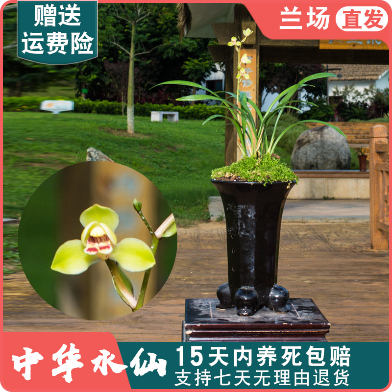 【中华水仙 】建兰名贵兰草盆栽花卉国兰四季兰植物浓香型兰花苗