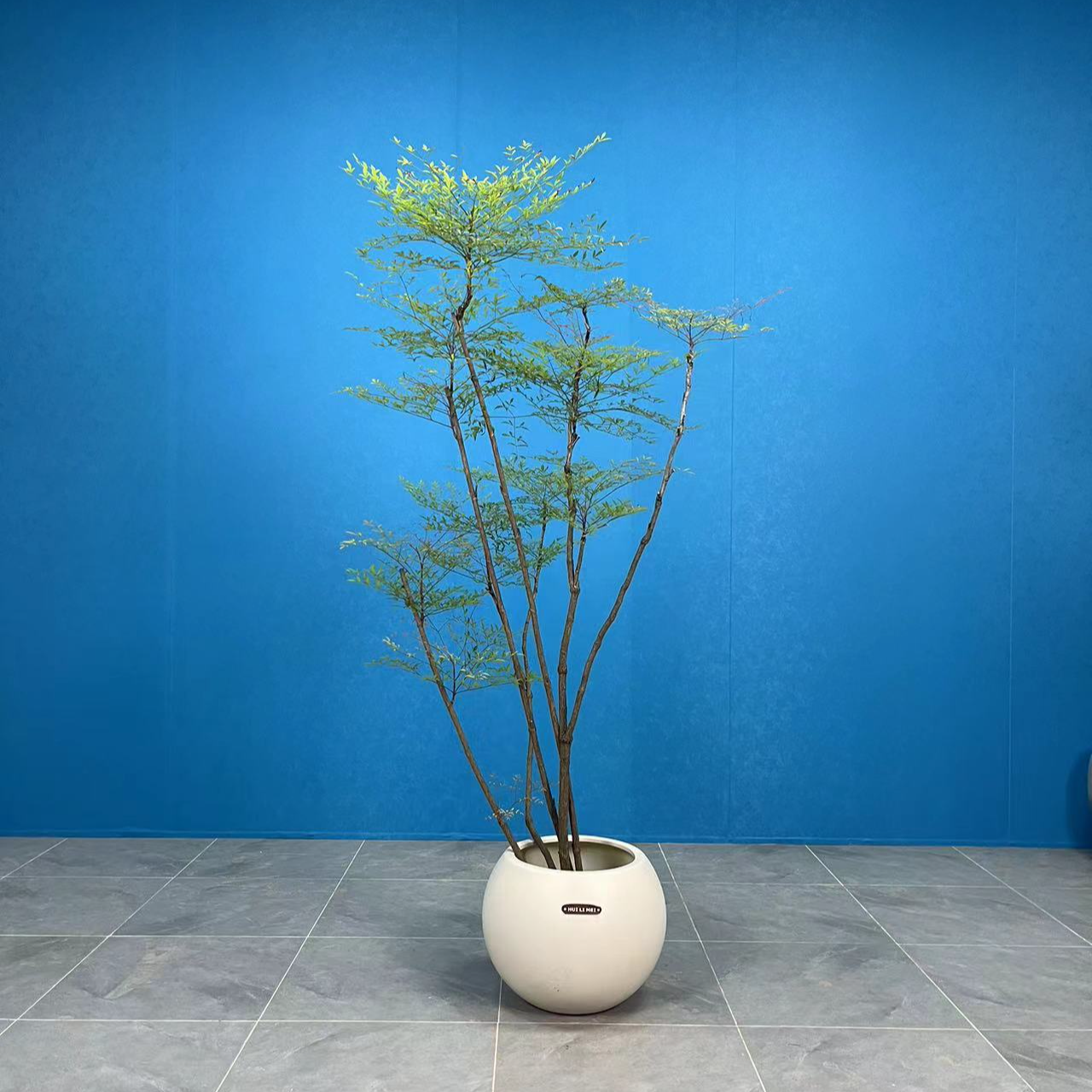 南天竹黑骨造型落地款老桩养护简单室内大型盆栽手工制作