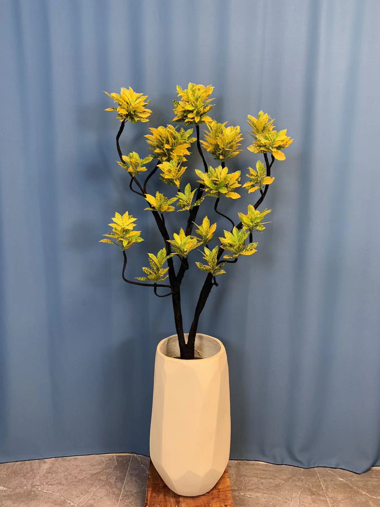 造型洒金榕黄金万两室内大型绿植进化空气吸甲醛