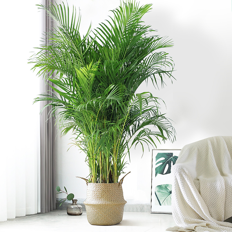1.8~2米散尾葵植物客厅落地大型绿植盆栽吸甲醛带盆好养大绿植
