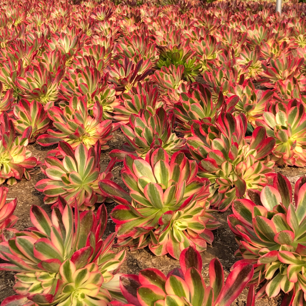 满28元包邮，本店通用链接，多肉植物盆栽，折叶断枝小损不包。