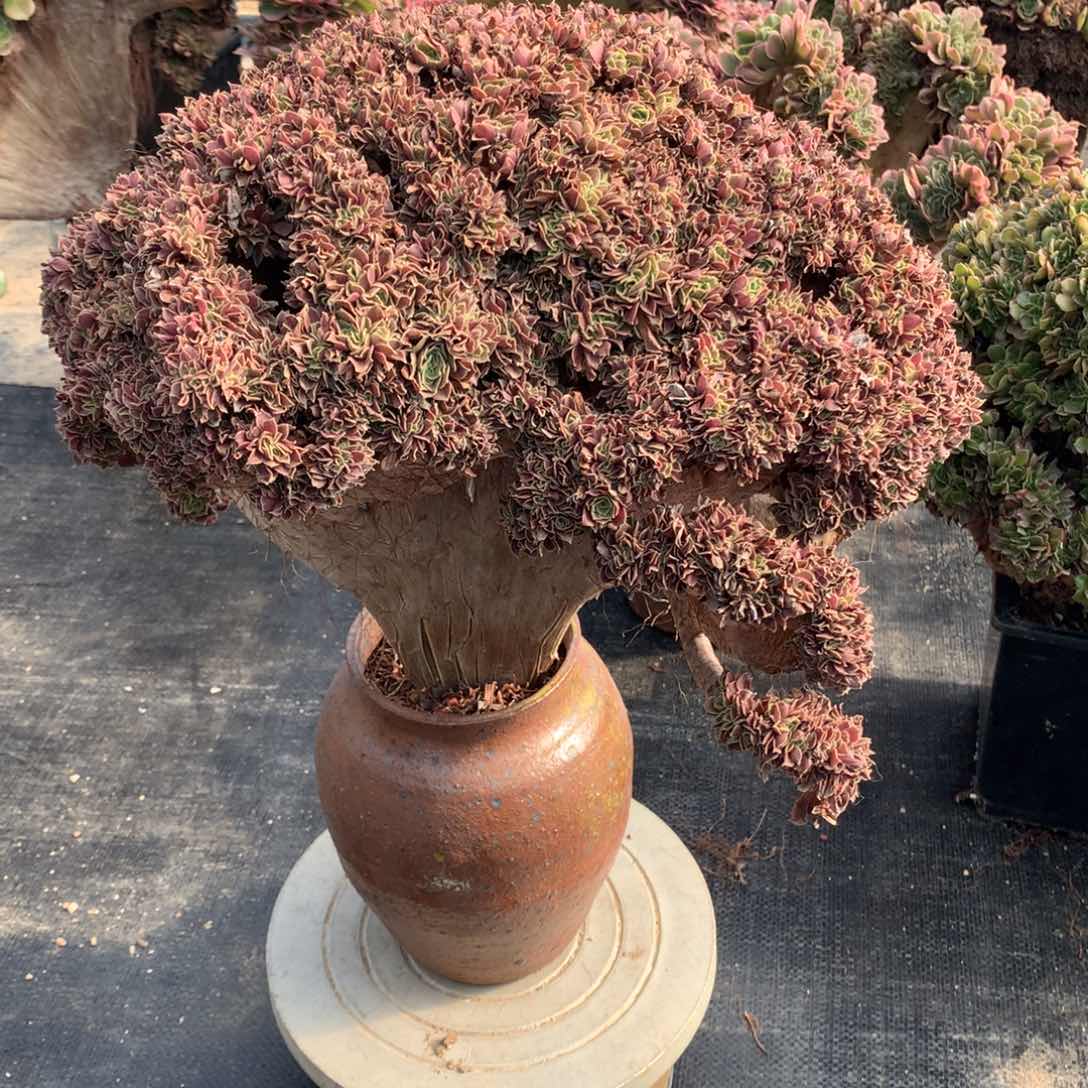 玫瑰朵朵脱土不带盆