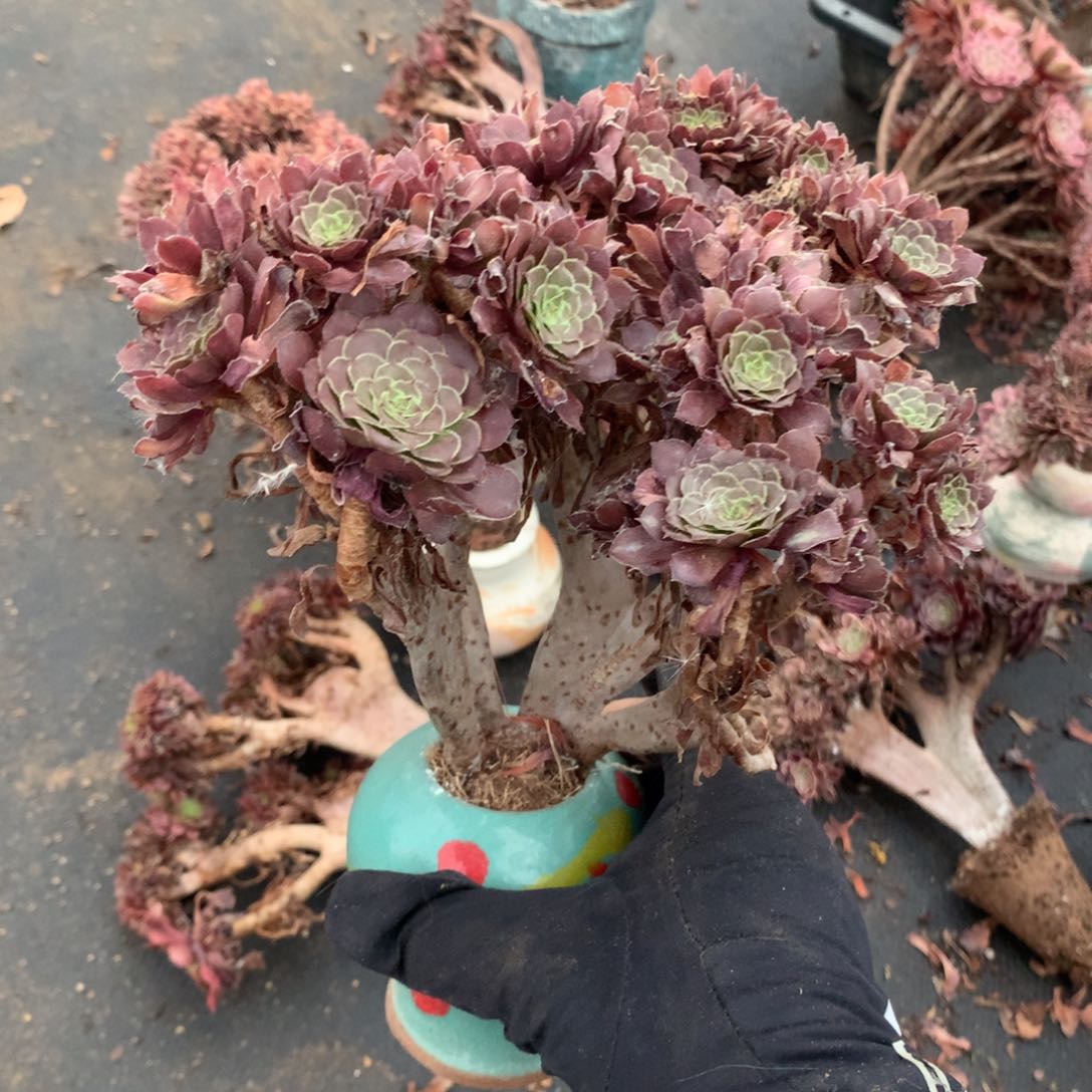 红铜壶朵朵缀脱土发货