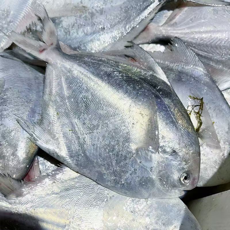 （一斤5条）到手4斤 新鲜海捕银鲳鱼 白鲳 顺丰冷链发货
