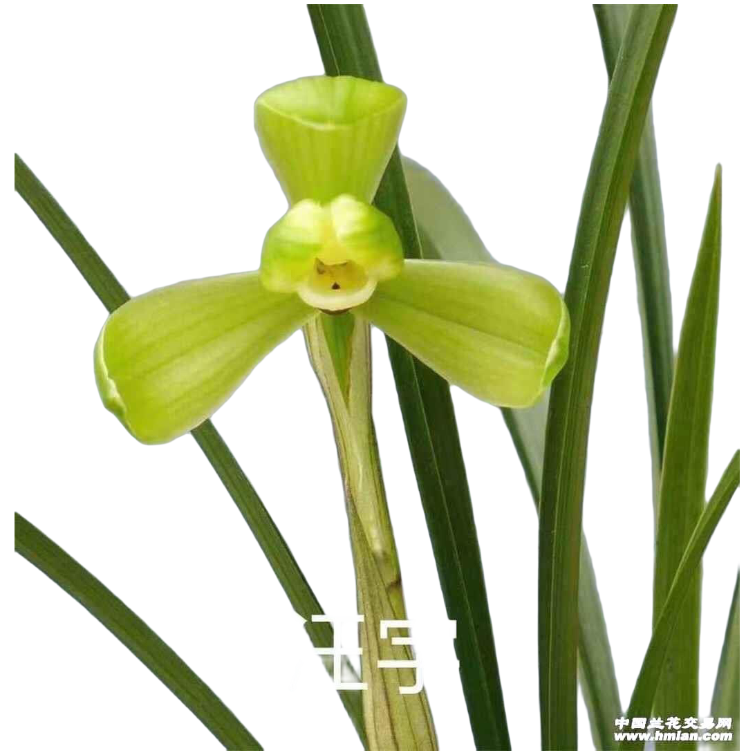 巴贝兰苑直播间专拍春兰蕙兰一物一拍（5元金额&需要寄养2周专用）