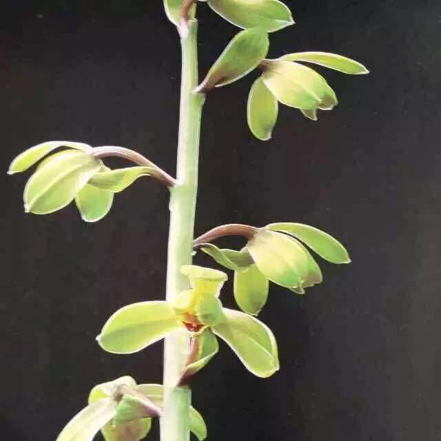 巴贝兰苑直播间专拍春兰蕙兰一物一拍（拍下请备注）